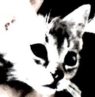 /album/fotografies-de-gats/imatge006-jpg/