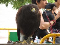 /album/fotografies-de-gats/img-0241-jpg/