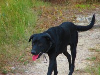 /album/fotografies-de-gats/img-0317-jpg/