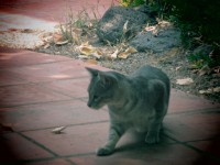 /album/fotografies-de-gats/img-0307-jpg/