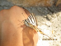 /album/fotografies-de-gats/img-0275-jpg/