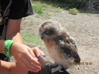 /album/fotografies-de-gats/img-0359-jpg/